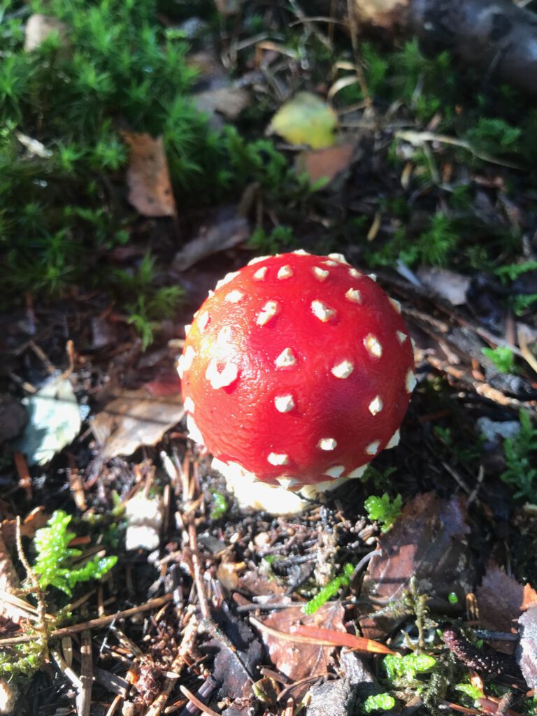 mitten in er Natur des Waldes ein Fliegenpilz
